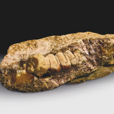 На Янтарном комбинате найден самоцвет в форме древнего насекомого