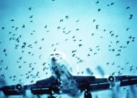 Самолет и птицы: как избежать опасной встречи