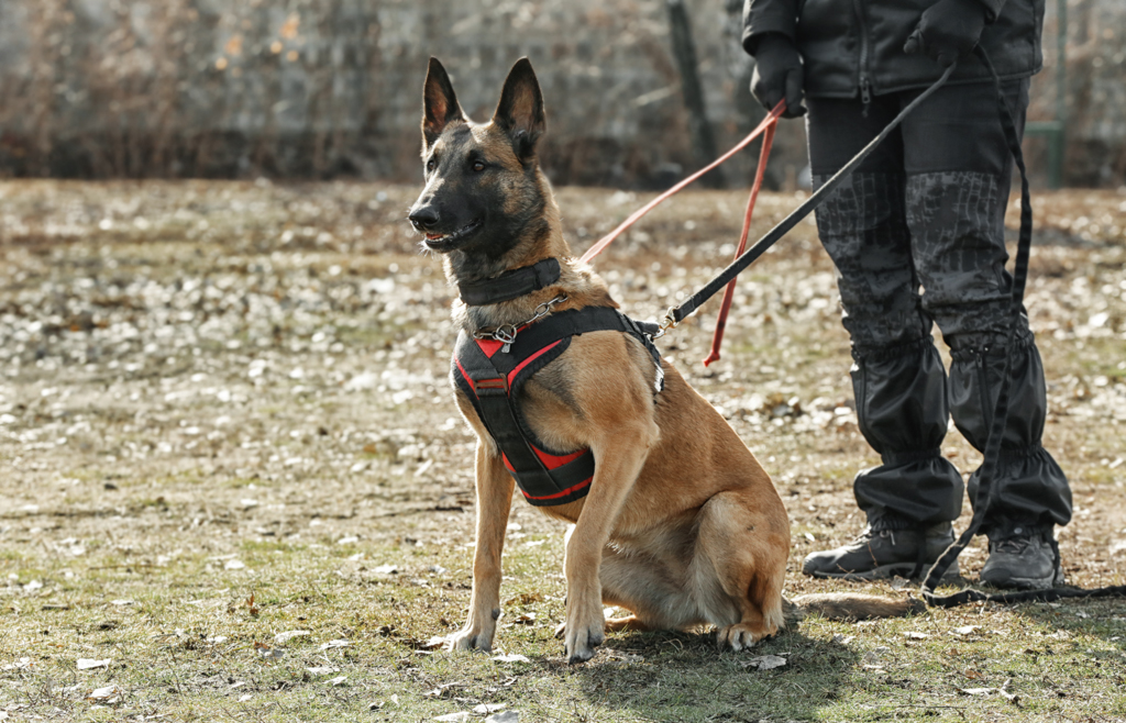 «Техмаш» улучшит качество тренировок служебных собак