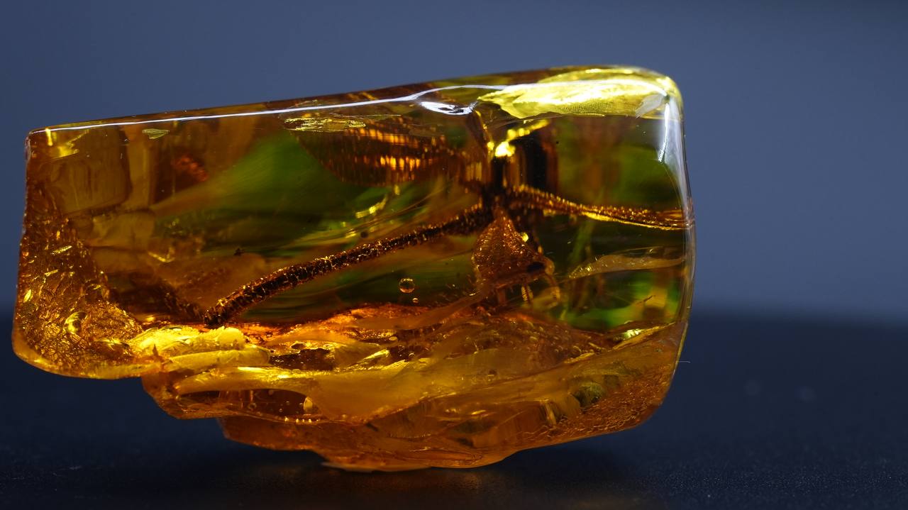 На Янтарном комбинате найдена древняя стрекоза в янтаре возрастом 50 млн лет