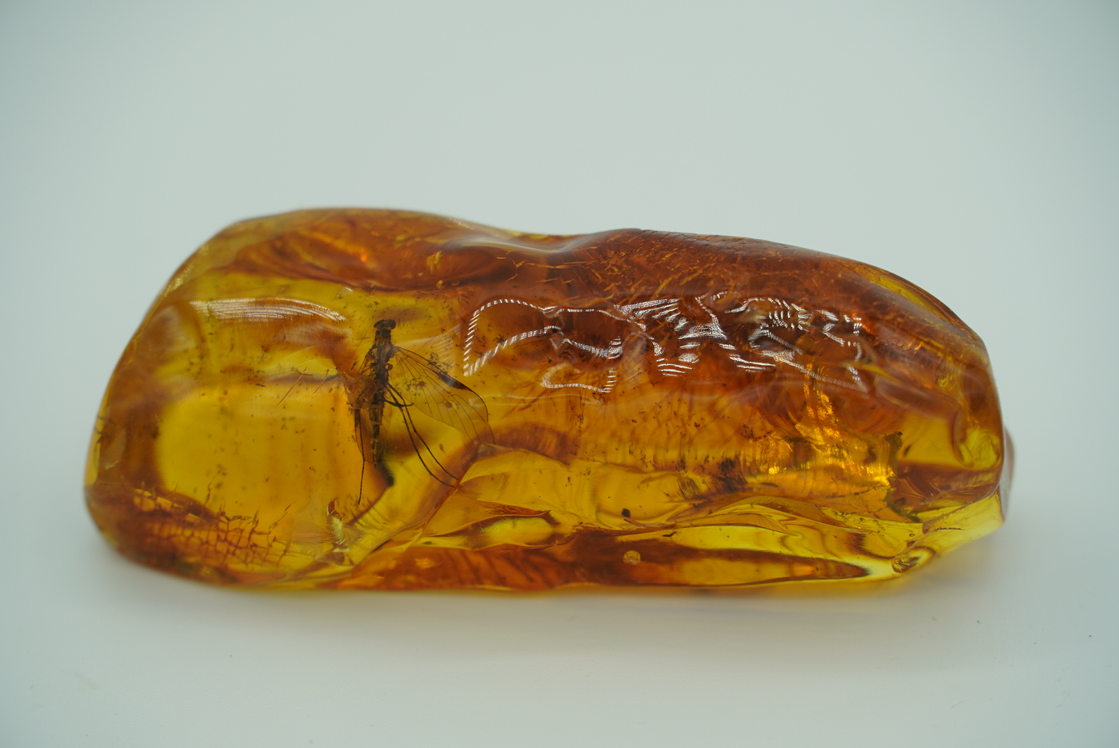 Kaliningrad Combine to Auction Amber with Inclusions of Prehistoric Fauna