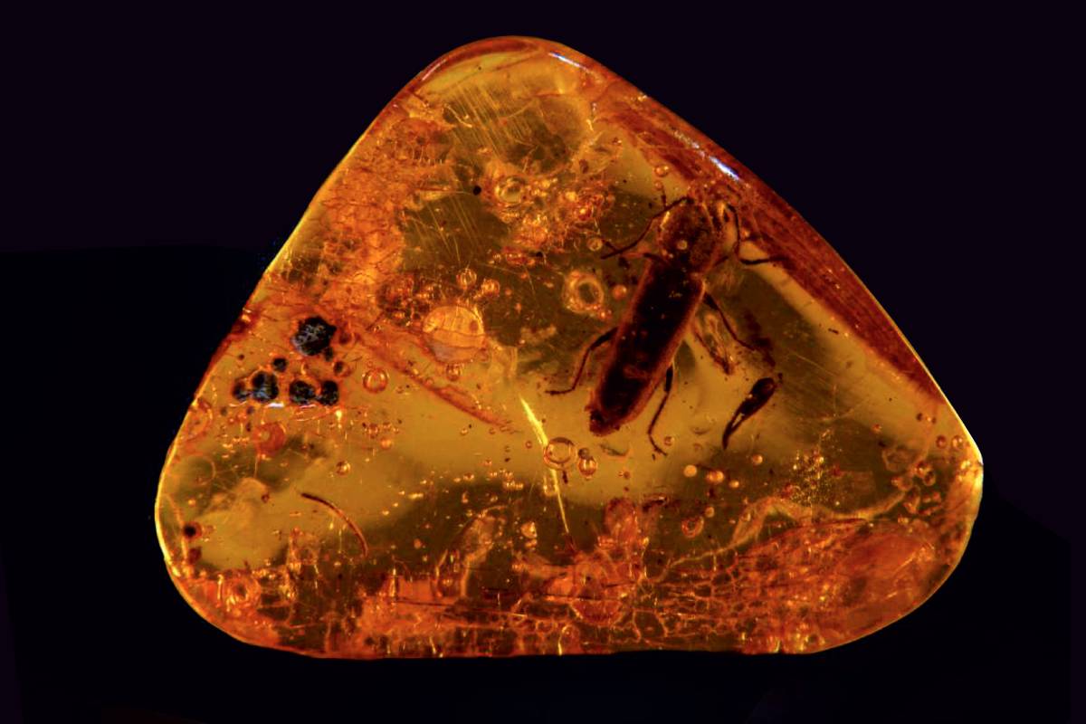 Янтарный комбинат объявил о старте приема заявок на аукцион уникального янтаря