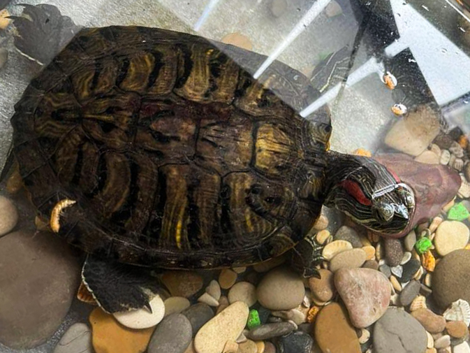 Сотрудники «РТ-Инвест» спасли черепаху 