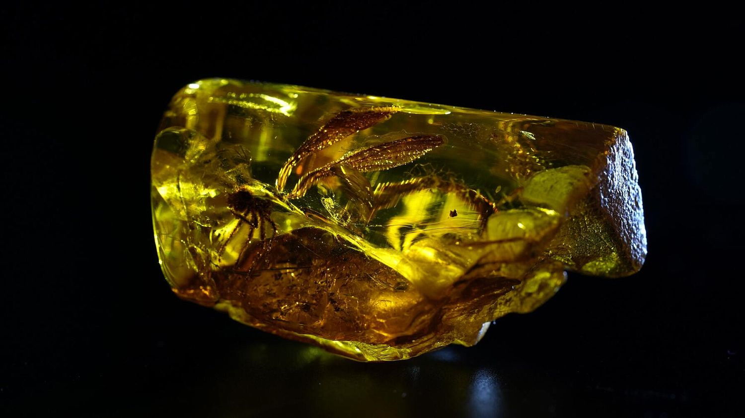 Инклюз возрастом около 50 млн лет выставлен в «Янтарной палате»