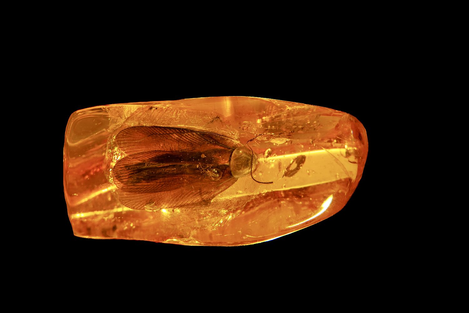 На Янтарном комбинате Ростеха найден инклюз с древним тараканом